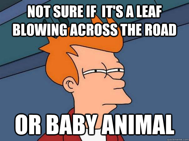 Not sure if  it's a leaf blowing across the road Or baby animal  Futurama Fry