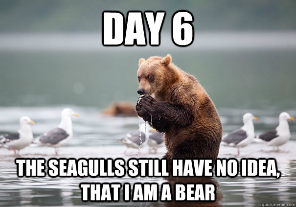 Day 6 The seagulls still have no idea, that I am a bear  