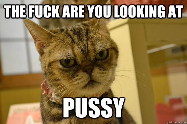 THE FUCK are you looking at Pussy  Angry Cat