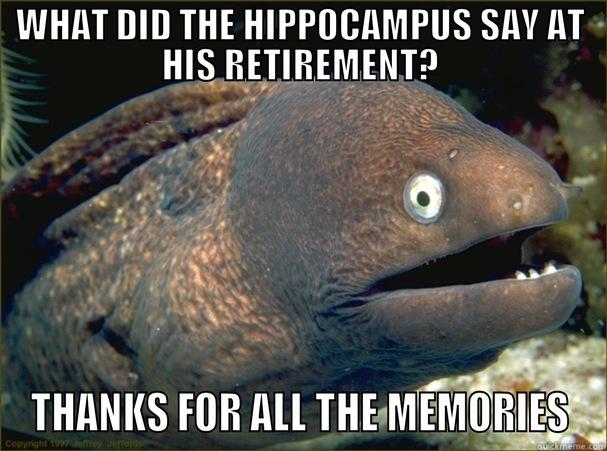Neuroscience Pun - WHAT DID THE HIPPOCAMPUS SAY AT HIS RETIREMENT? THANKS FOR ALL THE MEMORIES Bad Joke Eel