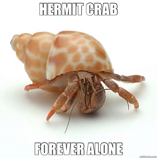 HERMIT CRAB FOREVER ALONE  Hermit Crab