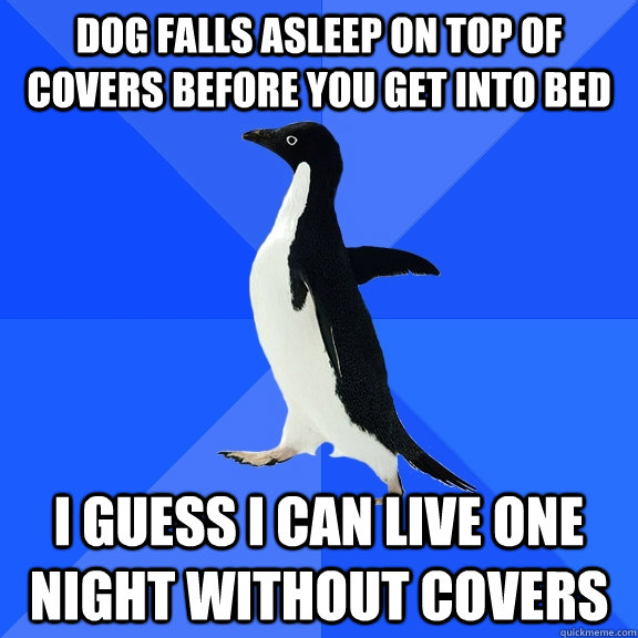 Dog falls asleep on top of covers before you get into bed i guess i can live one night without covers  Socially Awkward Penguin