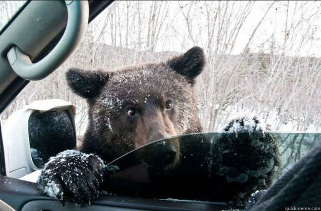   Pep Talk Bear