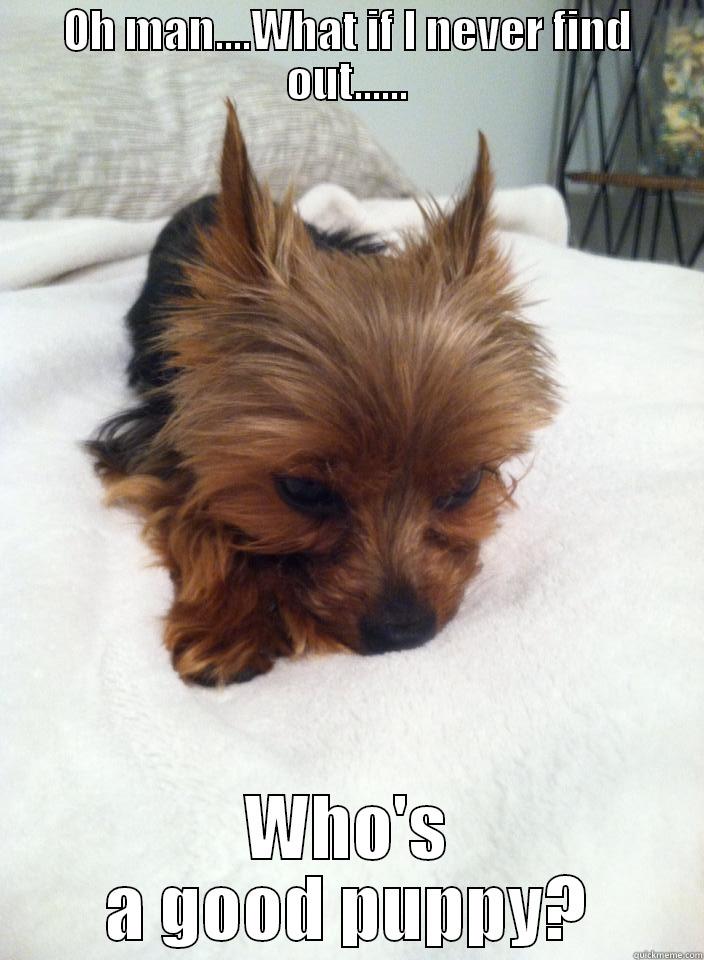 OH MAN....WHAT IF I NEVER FIND OUT...... WHO'S A GOOD PUPPY? Misc