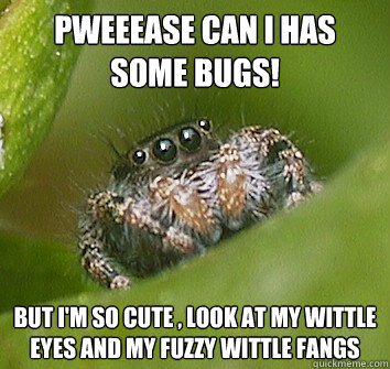 Pweeease can I has some bugs!  But I'm so cute , Look at my wittle eyes and my fuzzy wittle fangs  Misunderstood Spider