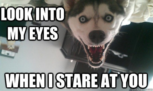 look into my eyes when I stare at you - look into my eyes when I stare at you  Obsessive Dogfriend