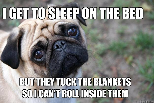 I get to sleep on the bed but they tuck the blankets so i can't roll inside them - I get to sleep on the bed but they tuck the blankets so i can't roll inside them  First World Dog problems