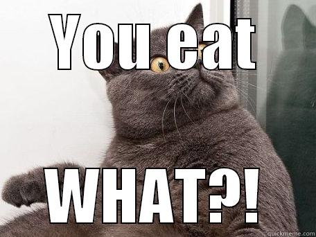 YOU EAT WHAT?! conspiracy cat