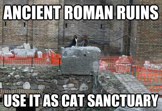 ancient roman ruins use it as cat sanctuary - ancient roman ruins use it as cat sanctuary  Scumbag Cat