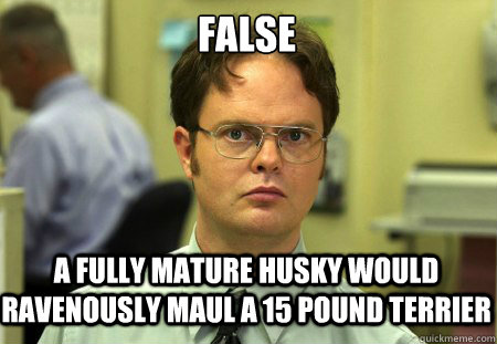 false a fully mature husky would ravenously maul a 15 pound terrier  Schrute