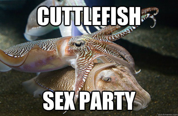 cuttlefish sex party  Cuttlefish