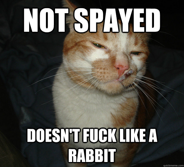 Not spayed Doesn't fuck like a rabbit  Good Guy Cat