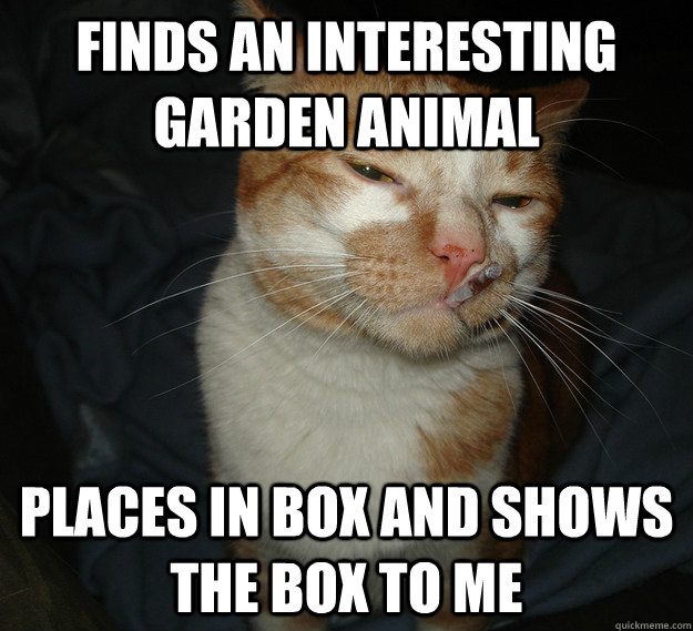 Finds an interesting garden animal Places in box and shows the box to me  Cool Cat Craig