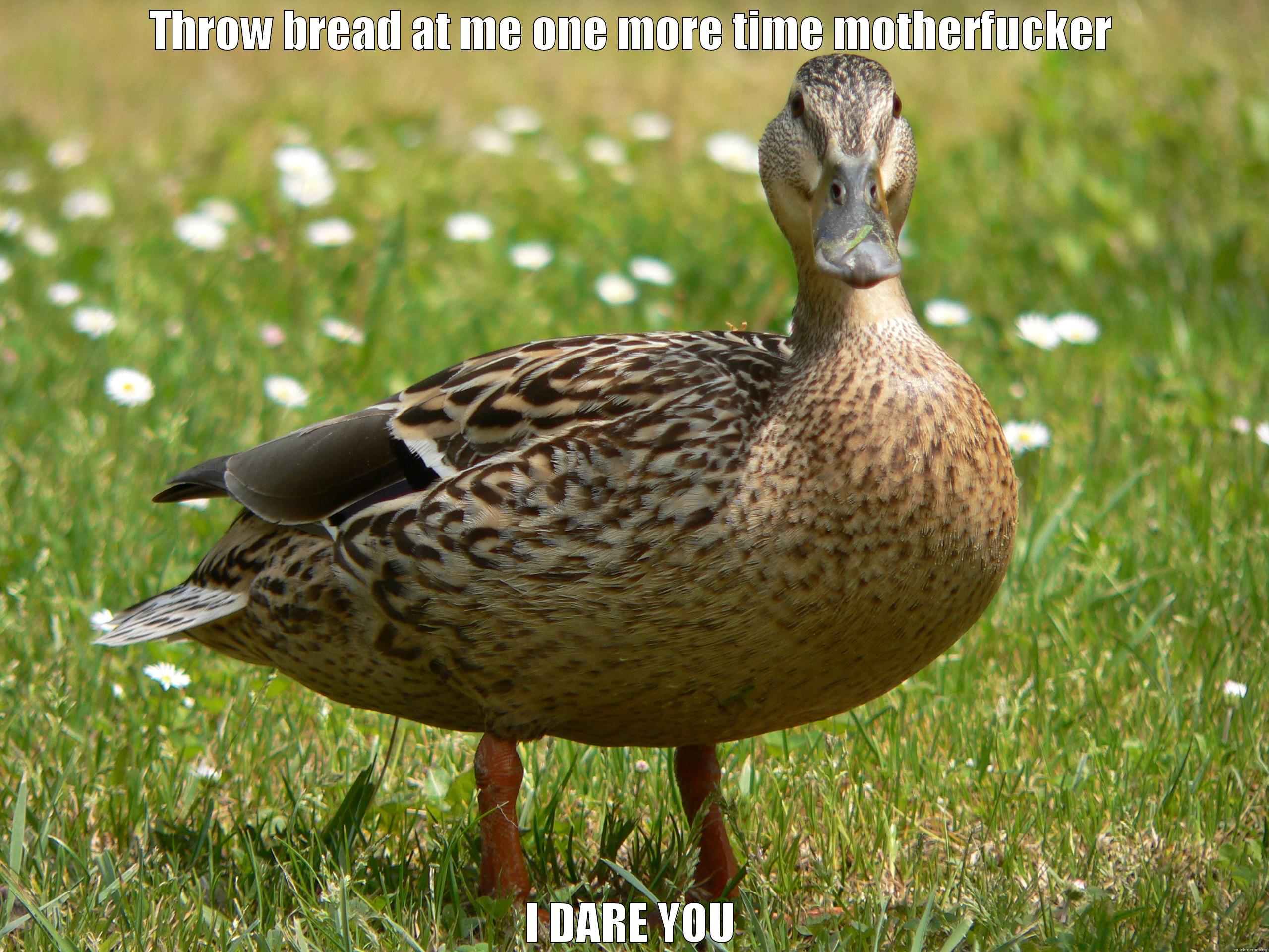 THROW BREAD AT ME ONE MORE TIME MOTHERFUCKER I DARE YOU Misc