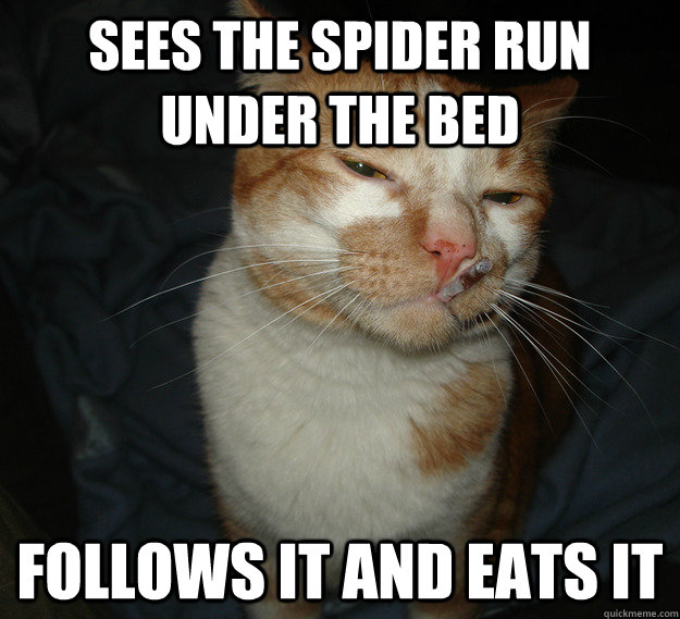 Sees the spider run under the bed follows it and eats it  Good Guy Cat