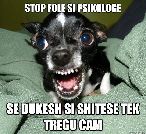 stop fole si psikologe se dukesh si shitese tek tregu CAm  Chihuahua Logic