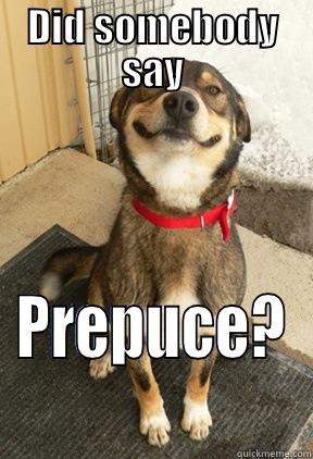 DID SOMEBODY SAY PREPUCE? Good Dog Greg