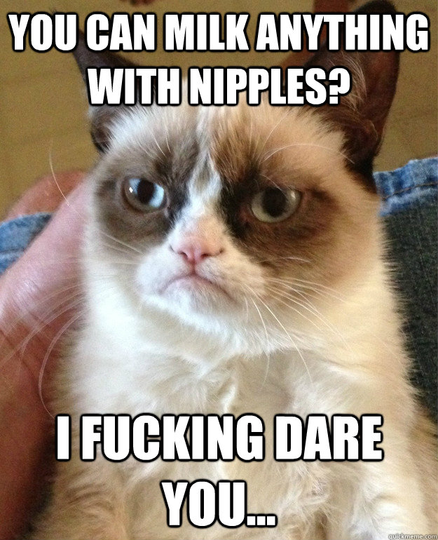 You can milk anything with nipples? I Fucking dare you...  Grumpy Cat