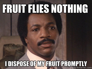 fruit flies nothing i dispose of my fruit promptly  Overly Dismissive Apollo Creed