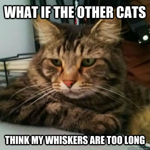 What if the other cats think my whiskers are too long - What if the other cats think my whiskers are too long  Serious Cat