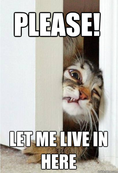 PLEASE!
 LET ME LIVE IN HERE - PLEASE!
 LET ME LIVE IN HERE  Apartment Hunting Cat