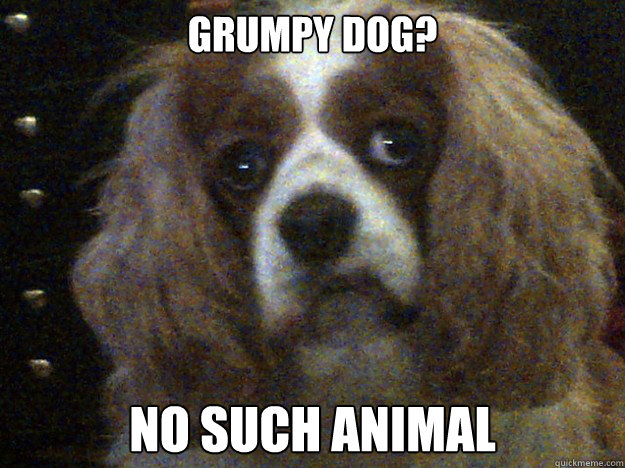 GRUMPY DOG? NO SUCH ANIMAL - GRUMPY DOG? NO SUCH ANIMAL  GrumpyDog