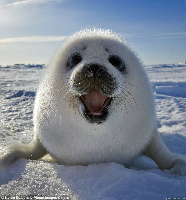    Happy Weasel Seal