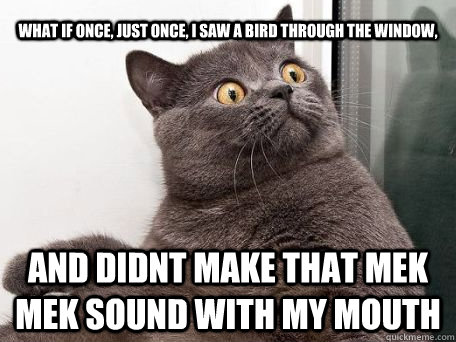 What if once, just once, i saw a bird through the window, and didnt make that mek mek sound with my mouth - What if once, just once, i saw a bird through the window, and didnt make that mek mek sound with my mouth  conspiracy cat