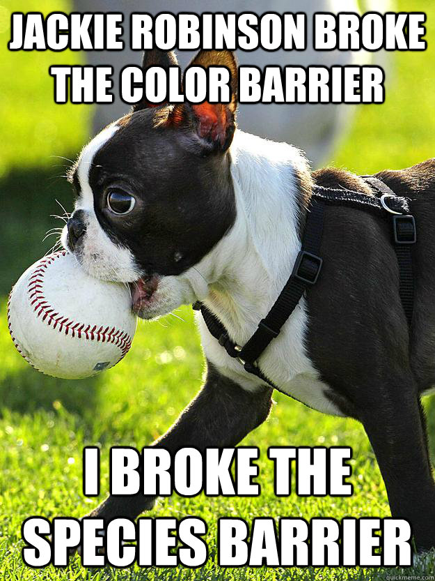 JACKIE ROBINSON BROKE THE COLOR BARRIER I BROKE THE SPECIES BARRIER  Baseball Dog