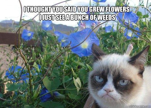 I thought you said you grew flowers
 i just see a bunch of weeds  