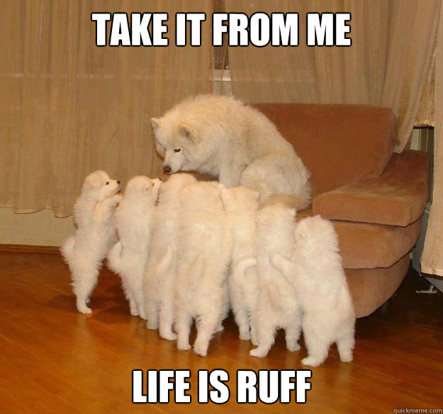 Take it from me Life is ruff Misc quickmeme