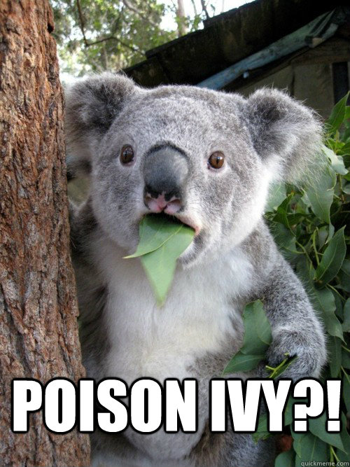 Poison ivy?!  koala bear