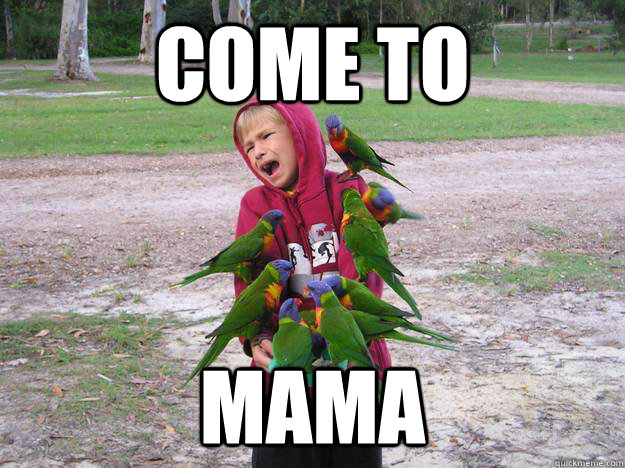 come to mama - come to mama  Parakeet Steve