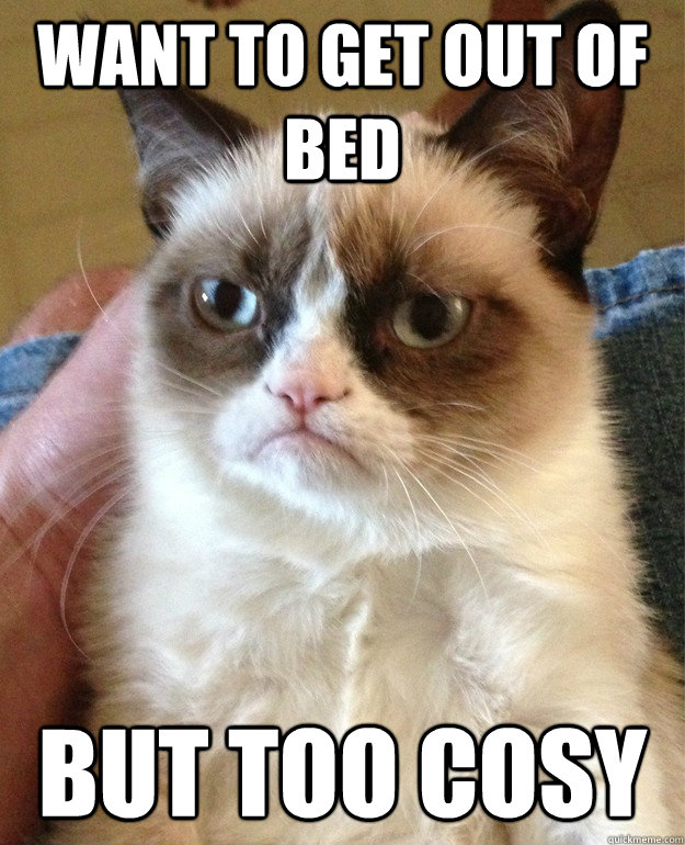 Want to get out of bed But too cosy  Grumpy Cat