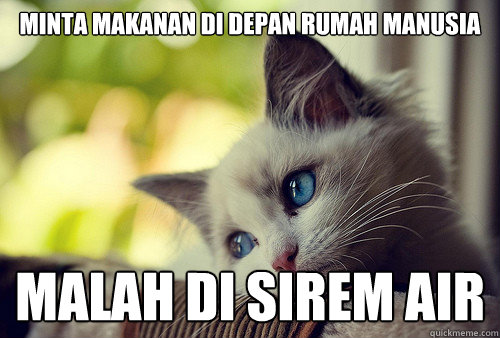 Minta makanan di depan rumah manusia malah di sirem air  First World Problems Cat