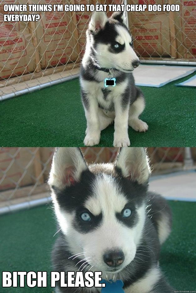 Owner thinks i'm going to eat that cheap dog food everyday? Bitch please.  Insanity puppy