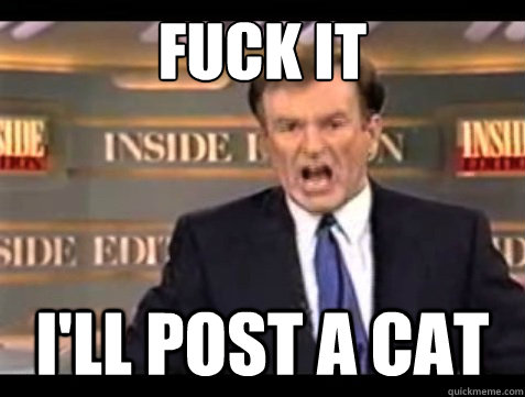 FUCK IT I'll POST A CAT - FUCK IT I'll POST A CAT  Angry OReilly