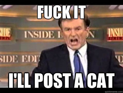 FUCK IT I'll POST A CAT  Angry OReilly