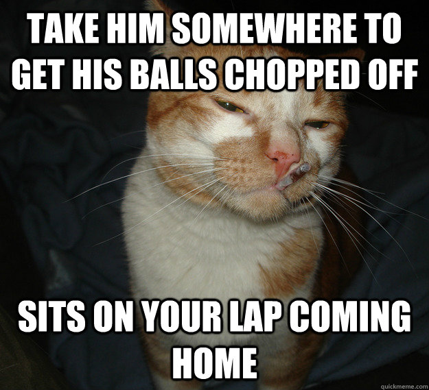 Take him somewhere to get his balls chopped off sits on your lap coming home  Cool Cat Craig