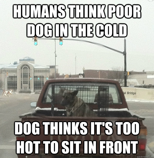 humans think poor dog in the cold dog thinks it's too hot to sit in front  dog cold