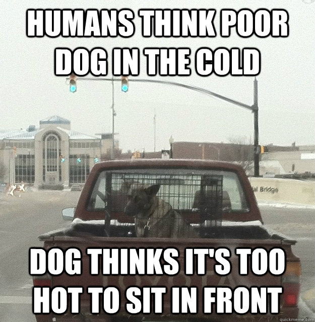 humans think poor dog in the cold dog thinks it's too hot to sit in front - humans think poor dog in the cold dog thinks it's too hot to sit in front  dog cold