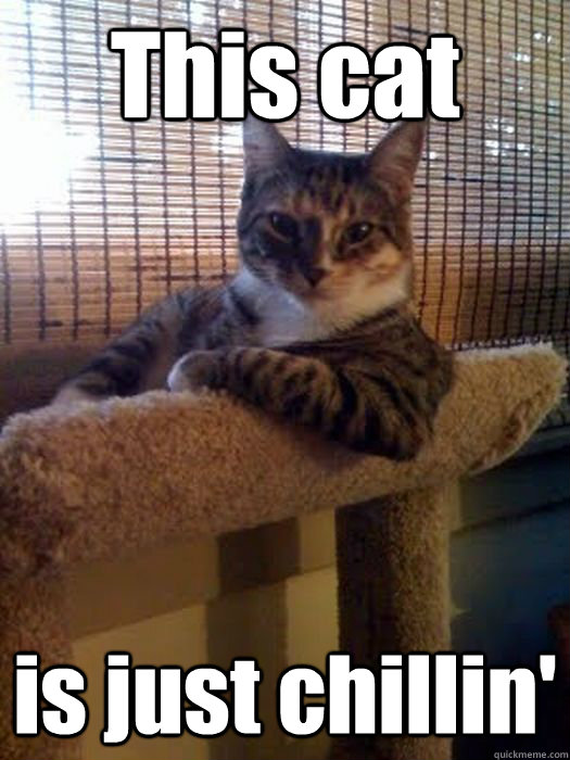This cat is just chillin' - This cat is just chillin'  Misc