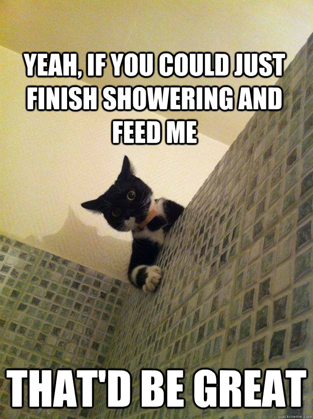 Yeah, if you could just finish showering and feed me That'd be great  Incredulous Cat