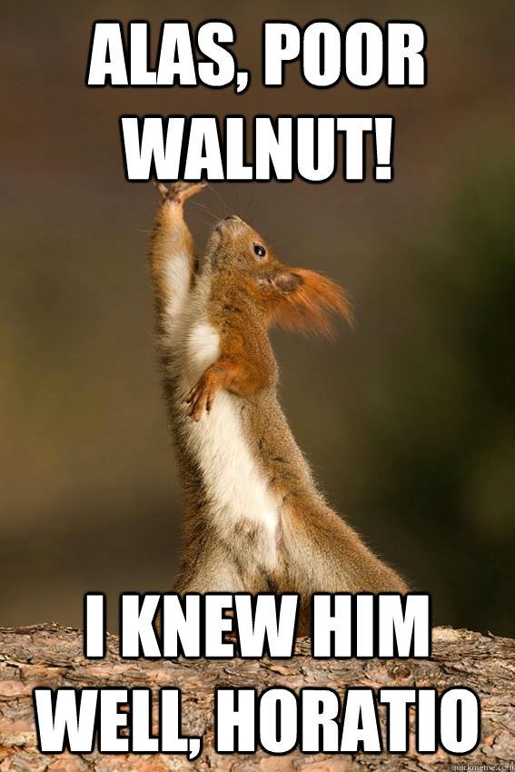 Alas, poor walnut! I knew him well, Horatio - Alas, poor walnut! I knew him well, Horatio  Shakespeare Squirrel