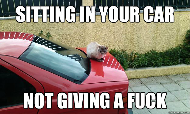 Sitting in your car Not giving a fuck  Rebel Cat
