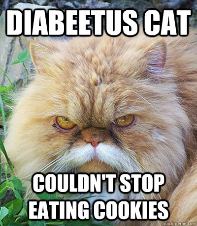 Diabeetus Cat Couldn't stop eating cookies  