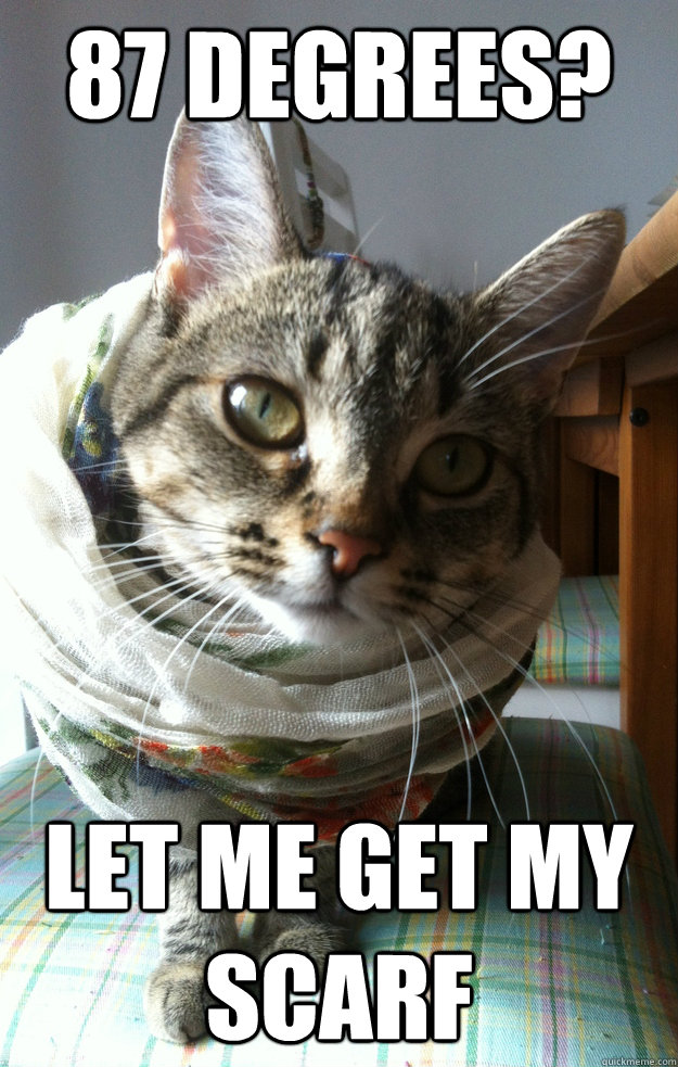 87 degrees? let me get my scarf  Hipster Cat