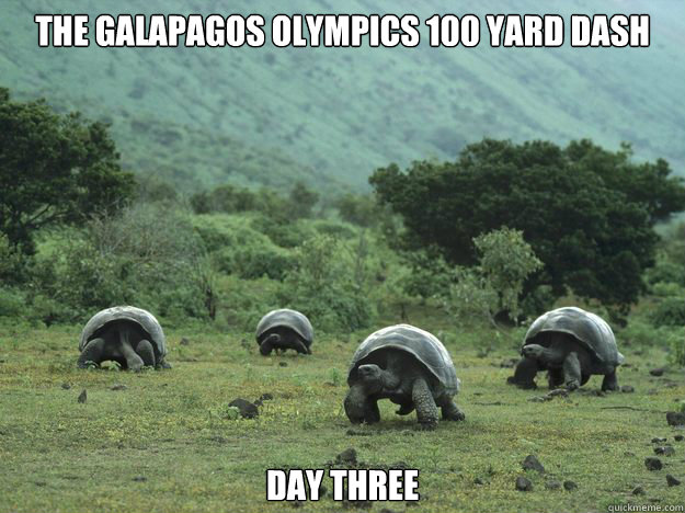 The Galapagos Olympics 100 yard dash Day three  