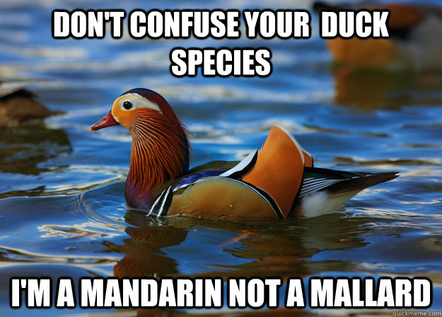 Don't confuse your  duck species I'm a Mandarin not a mallard - Don't confuse your  duck species I'm a Mandarin not a mallard  Fashion Advice Mallard