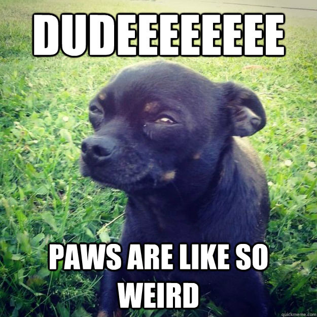 Dudeeeeeeee paws are like so weird  Skeptical Dog